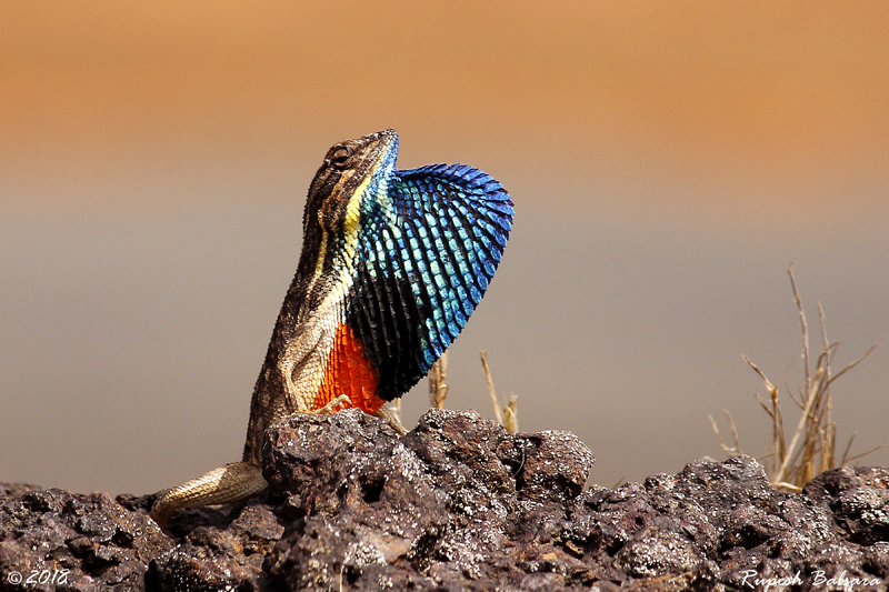 Indian Tiger at Madhya Pradesh's Bandhavgarh National Park